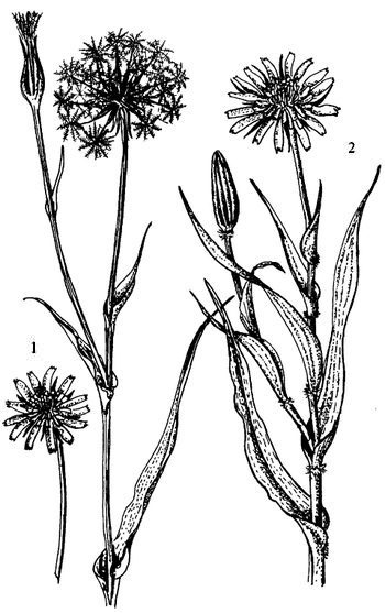 Иллюстрация к книге — Кухня Робинзона. Рецепты блюд из дикорастущих растений и цветов [image083.jpg]