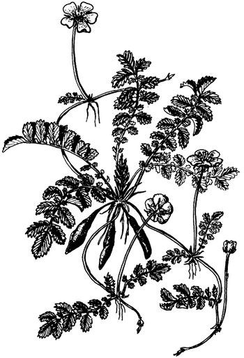 Иллюстрация к книге — Кухня Робинзона. Рецепты блюд из дикорастущих растений и цветов [image087.jpg]