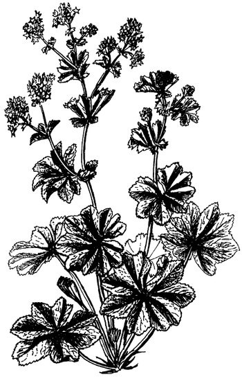 Иллюстрация к книге — Кухня Робинзона. Рецепты блюд из дикорастущих растений и цветов [image091.jpg]