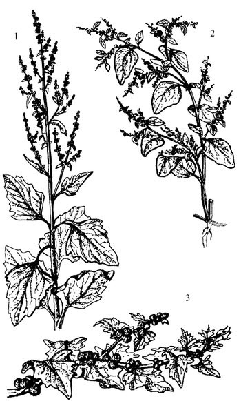 Иллюстрация к книге — Кухня Робинзона. Рецепты блюд из дикорастущих растений и цветов [image097.jpg]