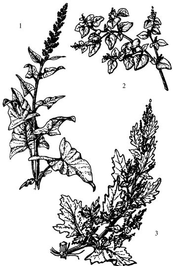 Иллюстрация к книге — Кухня Робинзона. Рецепты блюд из дикорастущих растений и цветов [image099.jpg]