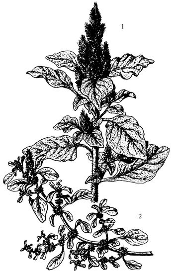 Иллюстрация к книге — Кухня Робинзона. Рецепты блюд из дикорастущих растений и цветов [image101.jpg]