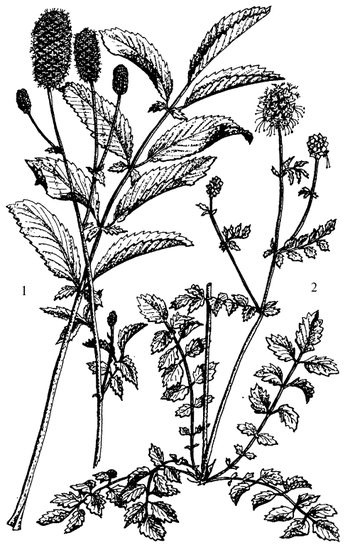 Иллюстрация к книге — Кухня Робинзона. Рецепты блюд из дикорастущих растений и цветов [image107.jpg]