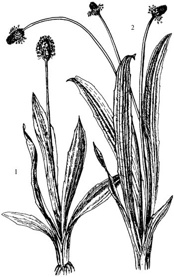 Иллюстрация к книге — Кухня Робинзона. Рецепты блюд из дикорастущих растений и цветов [image111.jpg]