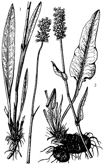 Иллюстрация к книге — Кухня Робинзона. Рецепты блюд из дикорастущих растений и цветов [image115.jpg]