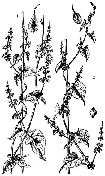 Иллюстрация к книге — Кухня Робинзона. Рецепты блюд из дикорастущих растений и цветов [image117.jpg]