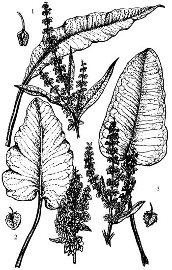 Иллюстрация к книге — Кухня Робинзона. Рецепты блюд из дикорастущих растений и цветов [image121.jpg]