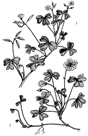 Иллюстрация к книге — Кухня Робинзона. Рецепты блюд из дикорастущих растений и цветов [image123.jpg]