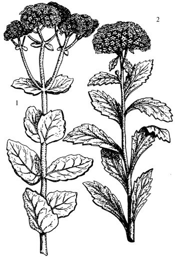 Иллюстрация к книге — Кухня Робинзона. Рецепты блюд из дикорастущих растений и цветов [image129.jpg]