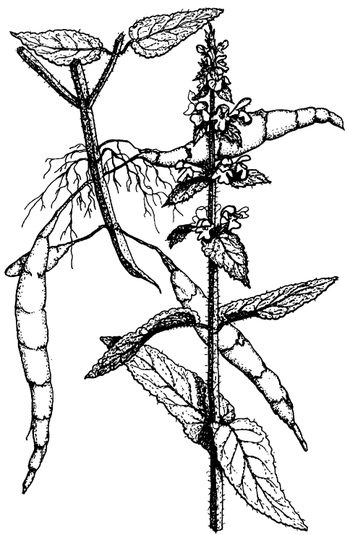 Иллюстрация к книге — Кухня Робинзона. Рецепты блюд из дикорастущих растений и цветов [image135.jpg]