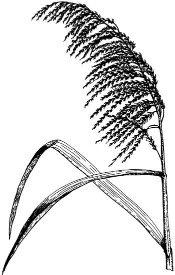 Иллюстрация к книге — Кухня Робинзона. Рецепты блюд из дикорастущих растений и цветов [image139.jpg]