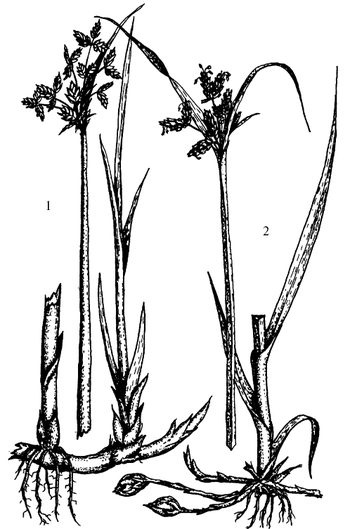 Иллюстрация к книге — Кухня Робинзона. Рецепты блюд из дикорастущих растений и цветов [image141.jpg]