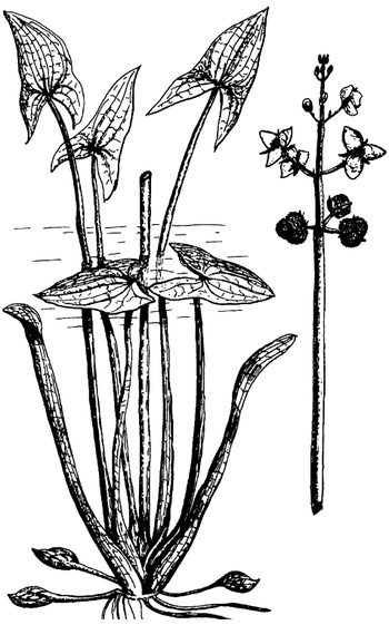 Иллюстрация к книге — Кухня Робинзона. Рецепты блюд из дикорастущих растений и цветов [image145.jpg]