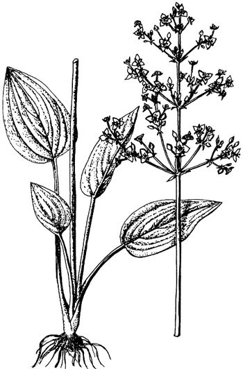 Иллюстрация к книге — Кухня Робинзона. Рецепты блюд из дикорастущих растений и цветов [image147.jpg]