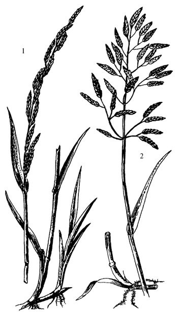 Иллюстрация к книге — Кухня Робинзона. Рецепты блюд из дикорастущих растений и цветов [image149.jpg]