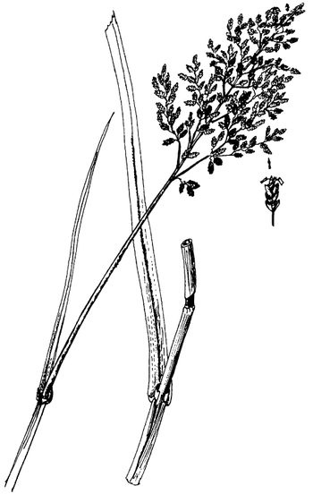 Иллюстрация к книге — Кухня Робинзона. Рецепты блюд из дикорастущих растений и цветов [image151.jpg]