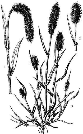 Иллюстрация к книге — Кухня Робинзона. Рецепты блюд из дикорастущих растений и цветов [image153.jpg]