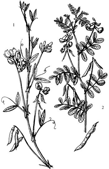 Иллюстрация к книге — Кухня Робинзона. Рецепты блюд из дикорастущих растений и цветов [image157.jpg]