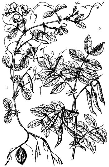 Иллюстрация к книге — Кухня Робинзона. Рецепты блюд из дикорастущих растений и цветов [image159.jpg]