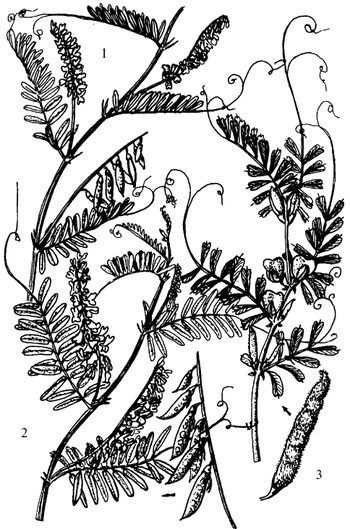 Иллюстрация к книге — Кухня Робинзона. Рецепты блюд из дикорастущих растений и цветов [image161.jpg]