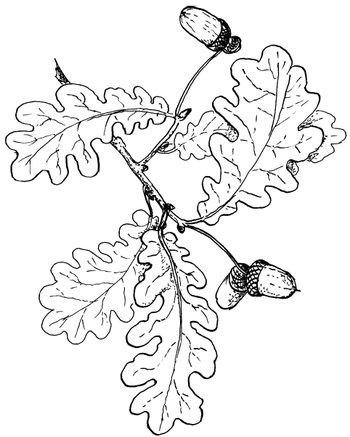 Иллюстрация к книге — Кухня Робинзона. Рецепты блюд из дикорастущих растений и цветов [image163.jpg]