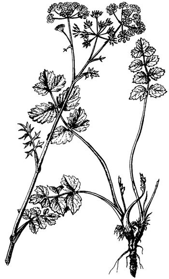 Иллюстрация к книге — Кухня Робинзона. Рецепты блюд из дикорастущих растений и цветов [image165.jpg]