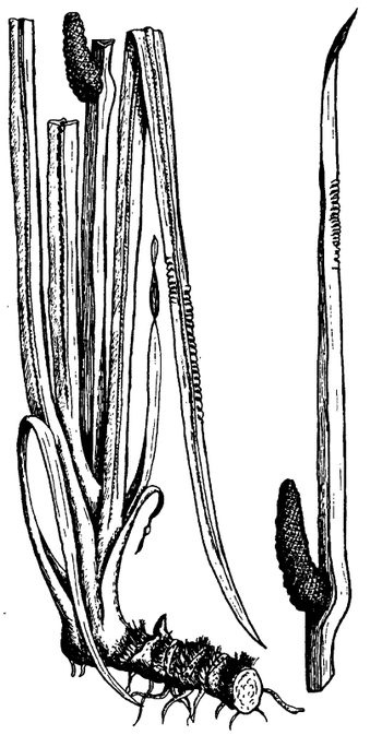 Иллюстрация к книге — Кухня Робинзона. Рецепты блюд из дикорастущих растений и цветов [image171.jpg]