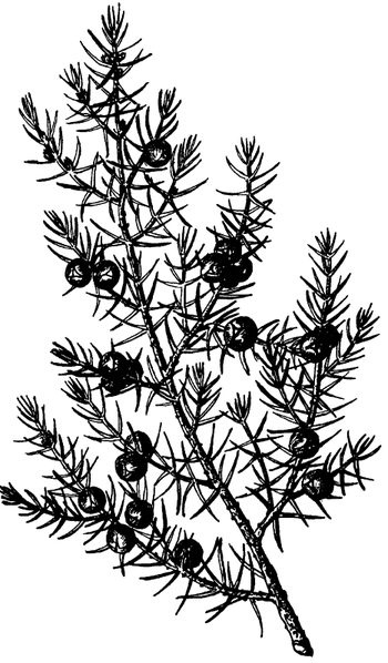 Иллюстрация к книге — Кухня Робинзона. Рецепты блюд из дикорастущих растений и цветов [image173.jpg]