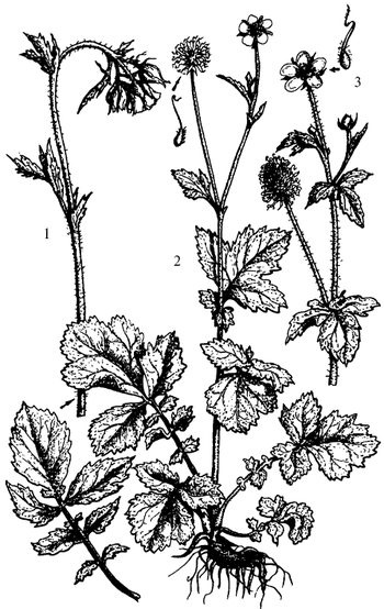 Иллюстрация к книге — Кухня Робинзона. Рецепты блюд из дикорастущих растений и цветов [image175.jpg]