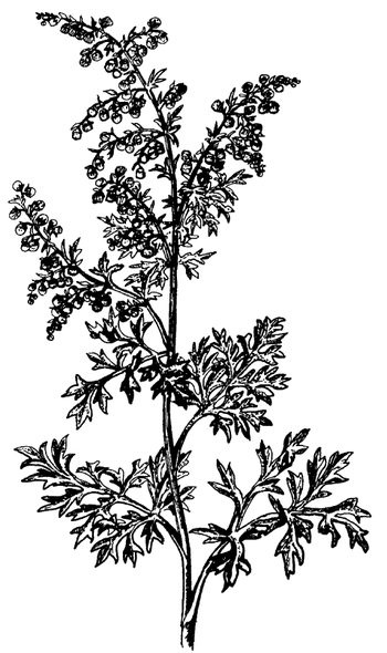 Иллюстрация к книге — Кухня Робинзона. Рецепты блюд из дикорастущих растений и цветов [image177.jpg]