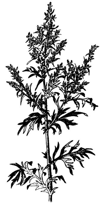 Иллюстрация к книге — Кухня Робинзона. Рецепты блюд из дикорастущих растений и цветов [image179.jpg]