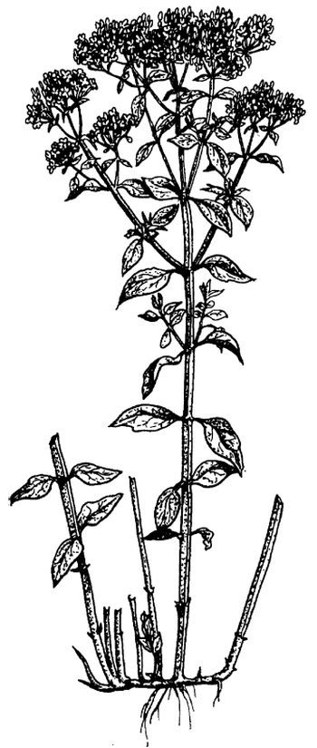 Иллюстрация к книге — Кухня Робинзона. Рецепты блюд из дикорастущих растений и цветов [image185.jpg]