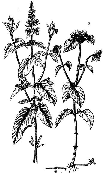 Иллюстрация к книге — Кухня Робинзона. Рецепты блюд из дикорастущих растений и цветов [image189.jpg]