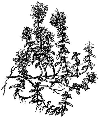 Иллюстрация к книге — Кухня Робинзона. Рецепты блюд из дикорастущих растений и цветов [image195.jpg]