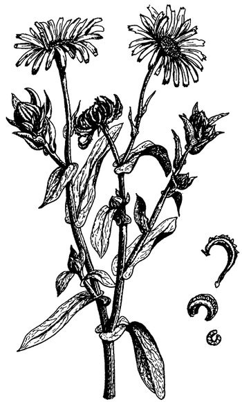 Иллюстрация к книге — Кухня Робинзона. Рецепты блюд из дикорастущих растений и цветов [image197.jpg]