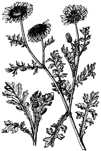 Иллюстрация к книге — Кухня Робинзона. Рецепты блюд из дикорастущих растений и цветов [image199.jpg]