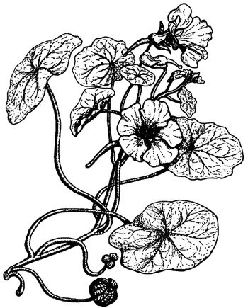 Иллюстрация к книге — Кухня Робинзона. Рецепты блюд из дикорастущих растений и цветов [image201.jpg]