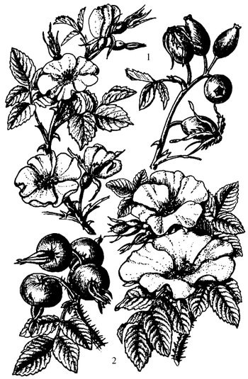 Иллюстрация к книге — Кухня Робинзона. Рецепты блюд из дикорастущих растений и цветов [image211.jpg]