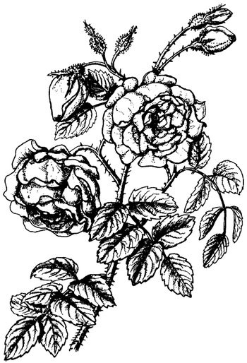 Иллюстрация к книге — Кухня Робинзона. Рецепты блюд из дикорастущих растений и цветов [image213.jpg]