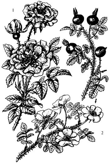 Иллюстрация к книге — Кухня Робинзона. Рецепты блюд из дикорастущих растений и цветов [image215.jpg]