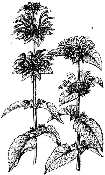 Иллюстрация к книге — Кухня Робинзона. Рецепты блюд из дикорастущих растений и цветов [image217.jpg]