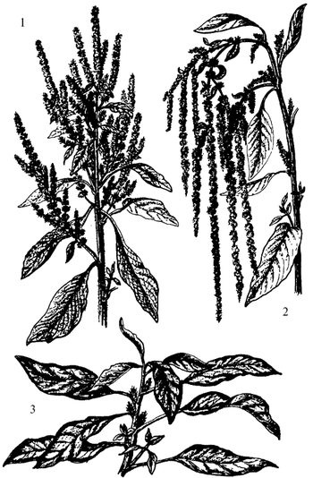 Иллюстрация к книге — Кухня Робинзона. Рецепты блюд из дикорастущих растений и цветов [image219.jpg]