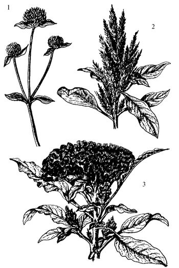 Иллюстрация к книге — Кухня Робинзона. Рецепты блюд из дикорастущих растений и цветов [image221.jpg]