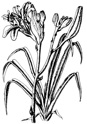 Иллюстрация к книге — Кухня Робинзона. Рецепты блюд из дикорастущих растений и цветов [image225.jpg]