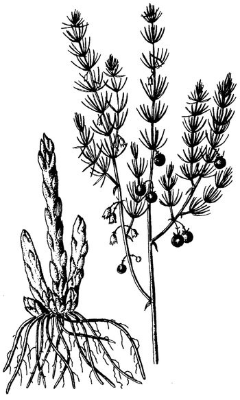 Иллюстрация к книге — Кухня Робинзона. Рецепты блюд из дикорастущих растений и цветов [image227.jpg]