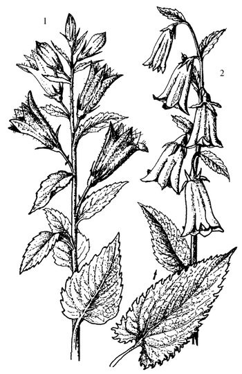 Иллюстрация к книге — Кухня Робинзона. Рецепты блюд из дикорастущих растений и цветов [image233.jpg]