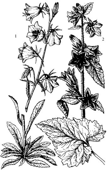 Иллюстрация к книге — Кухня Робинзона. Рецепты блюд из дикорастущих растений и цветов [image235.jpg]