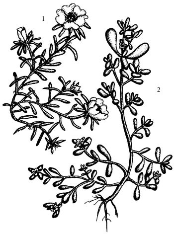 Иллюстрация к книге — Кухня Робинзона. Рецепты блюд из дикорастущих растений и цветов [image239.jpg]