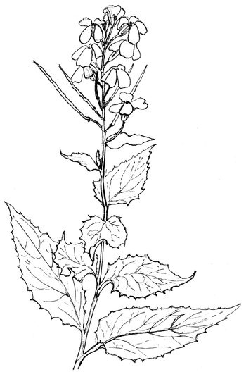 Иллюстрация к книге — Кухня Робинзона. Рецепты блюд из дикорастущих растений и цветов [image251.jpg]