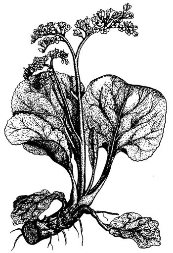 Иллюстрация к книге — Кухня Робинзона. Рецепты блюд из дикорастущих растений и цветов [image253.jpg]